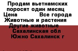 Продам вьетнамских поросят,один месяц › Цена ­ 3 000 - Все города Животные и растения » Другие животные   . Сахалинская обл.,Южно-Сахалинск г.